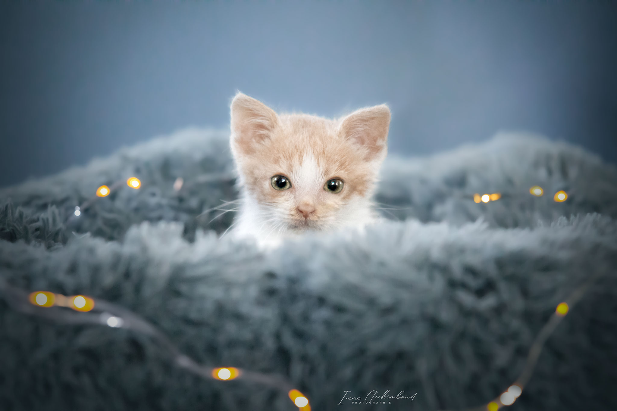 Chaton roux et blanc dans son panier cocooning