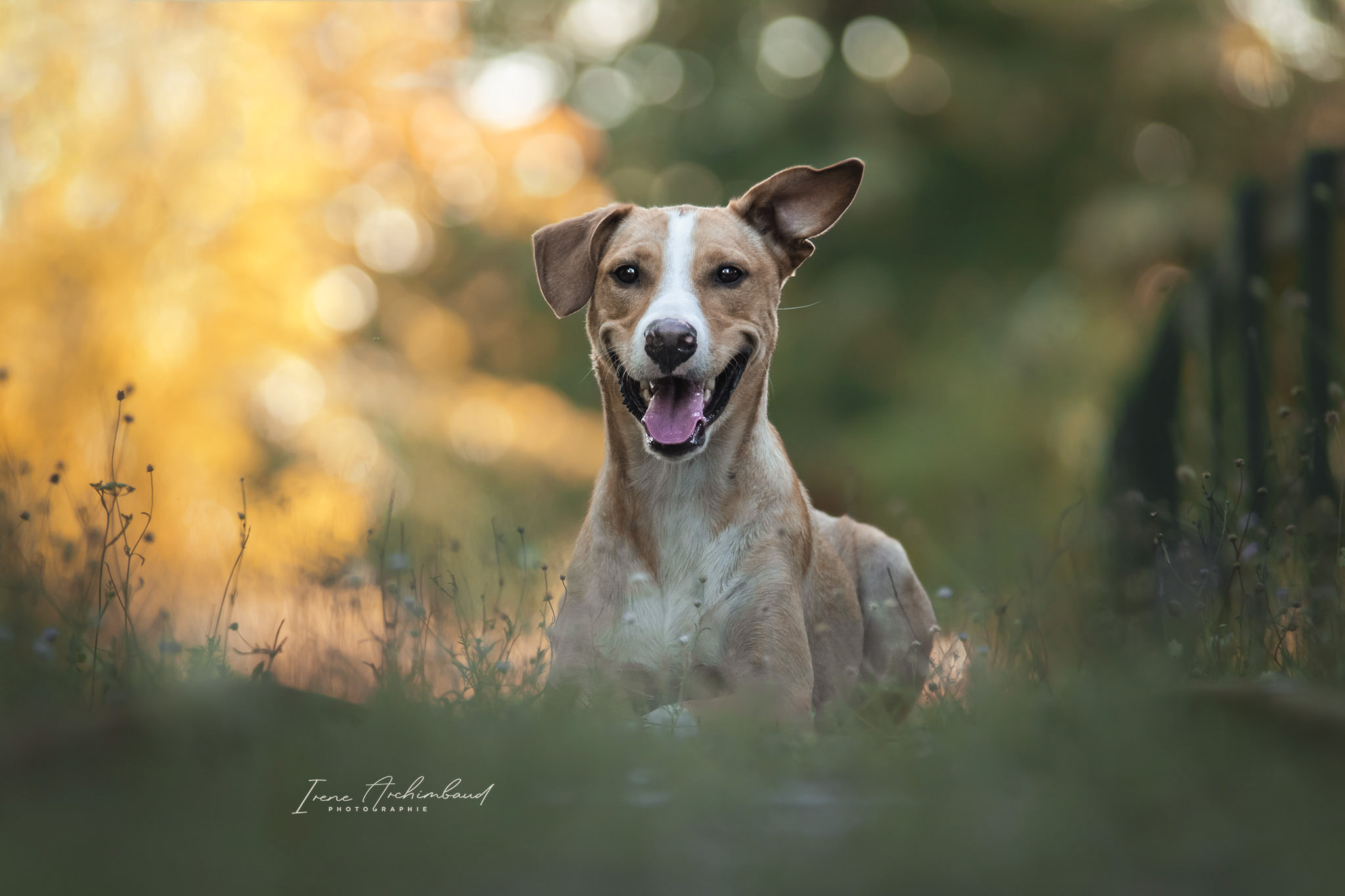 Chien beige et blanc couché par terre