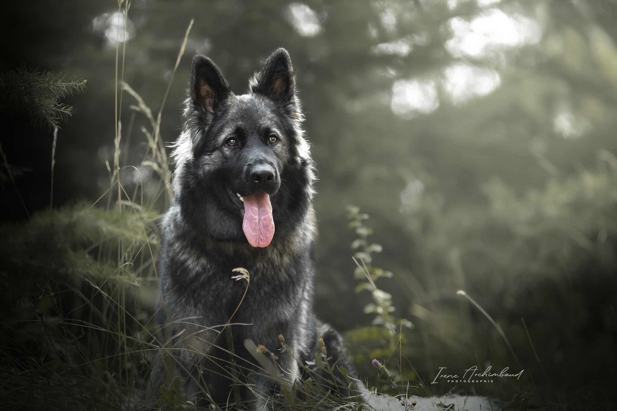 Chien berger allemand gris poils longs en foret de pins