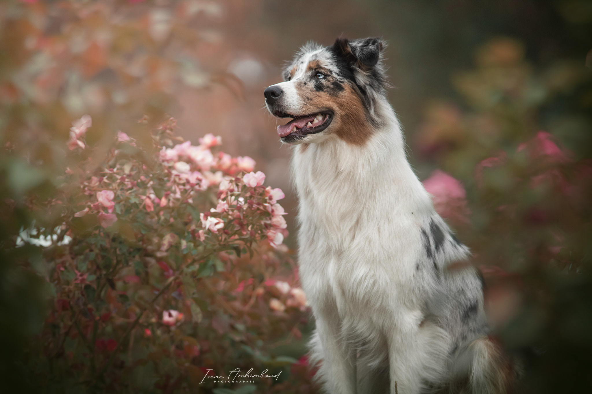 Chien berger australien bleu merle dans les roses