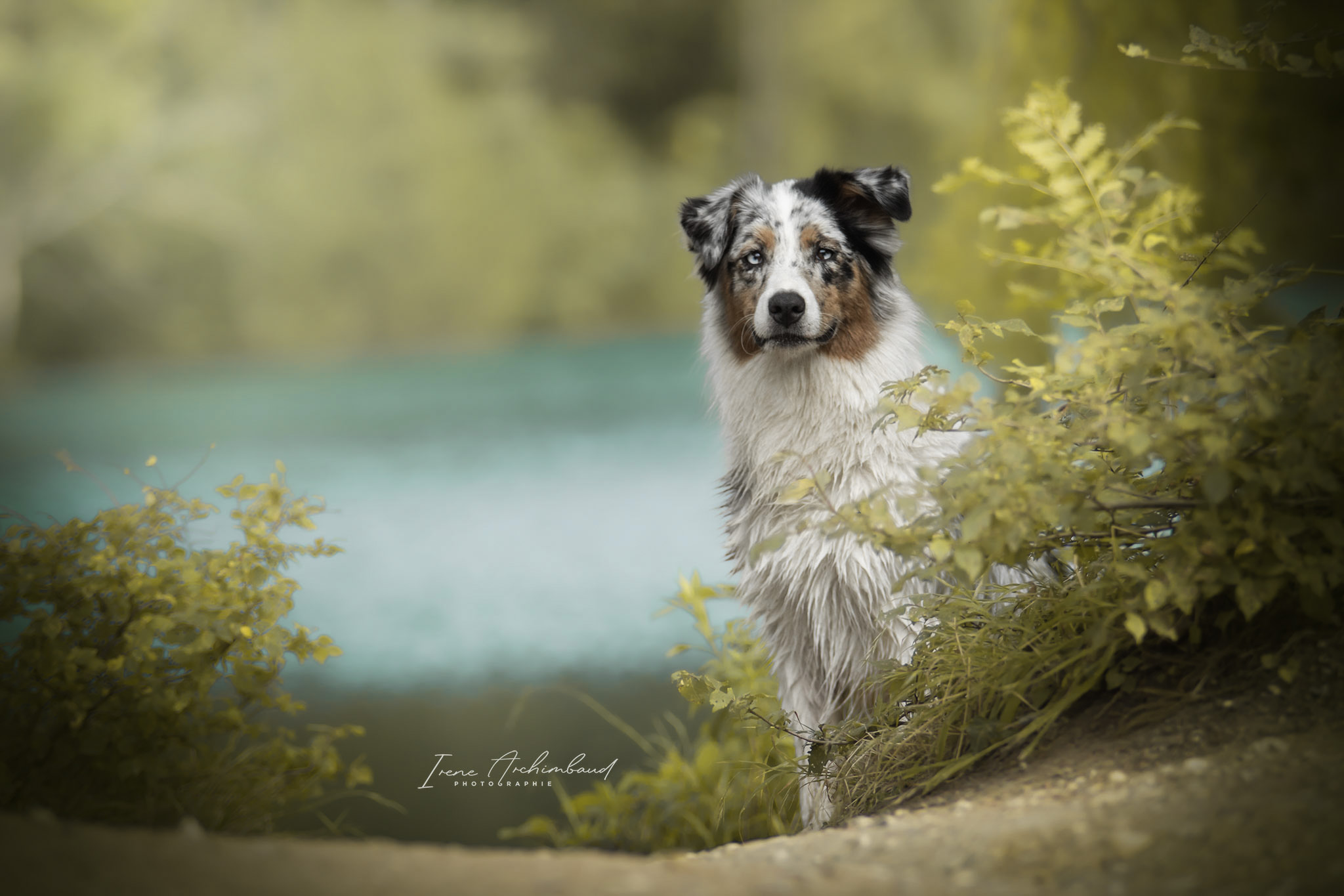 Chien berger australien bleu merle devant un lac
