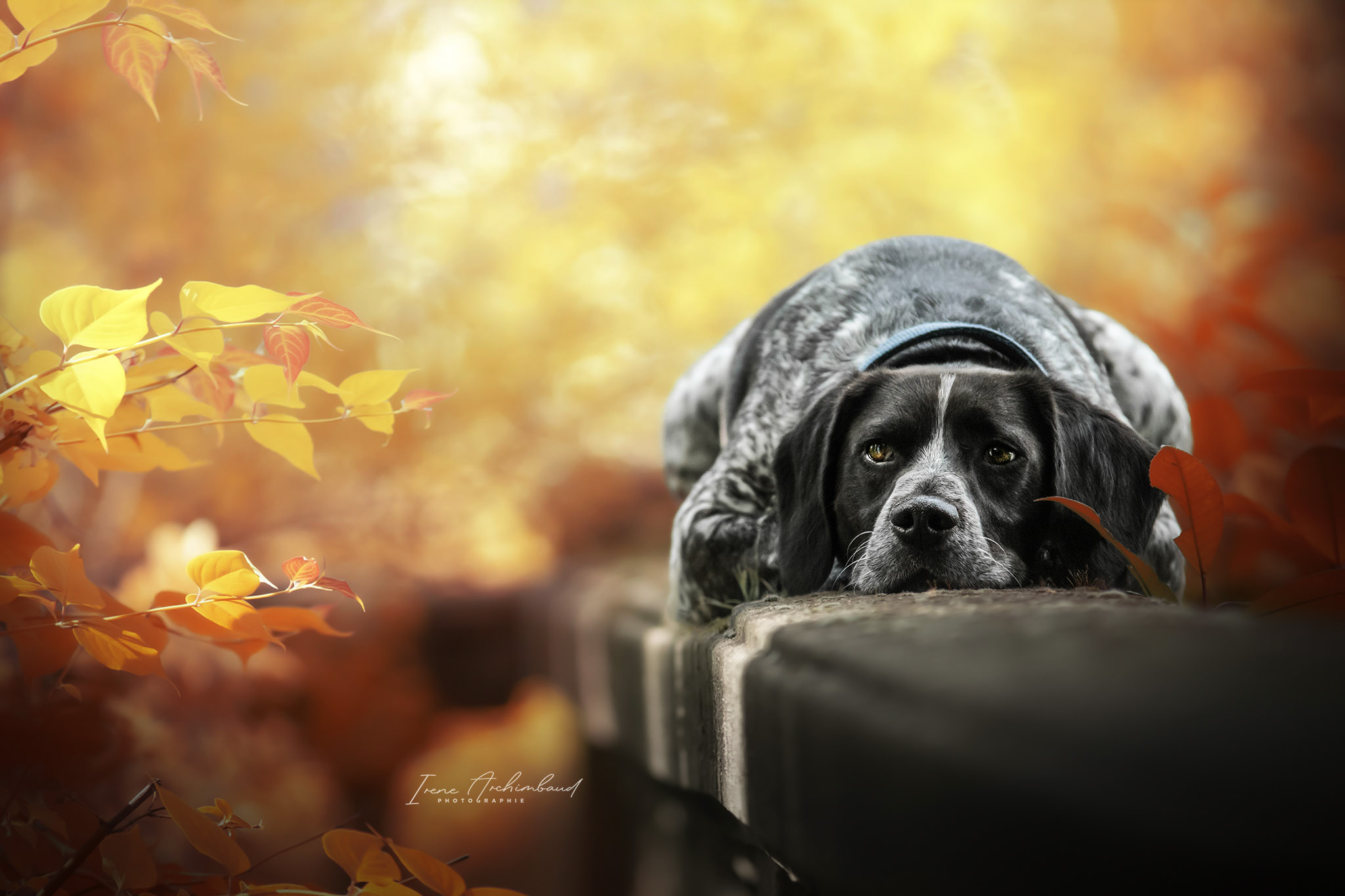 Chien braque noir et blanc en automne