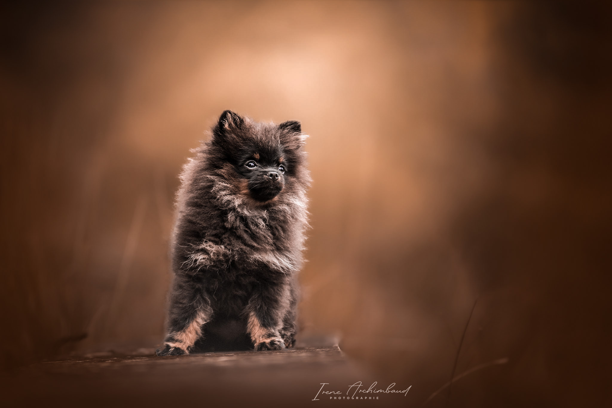 Chiot spitz nain marron avec décor automnal