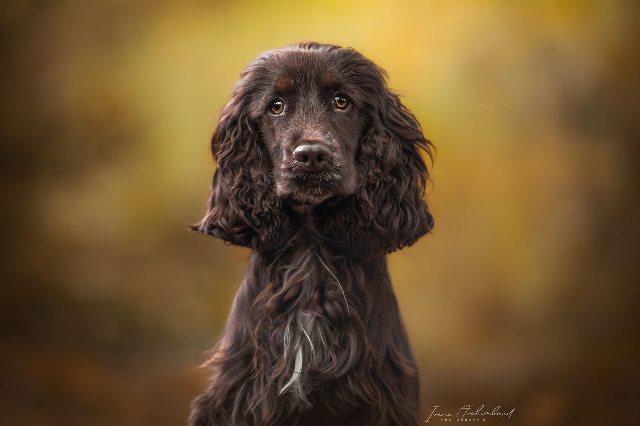 Chien cocker marron, plan portrait automnal