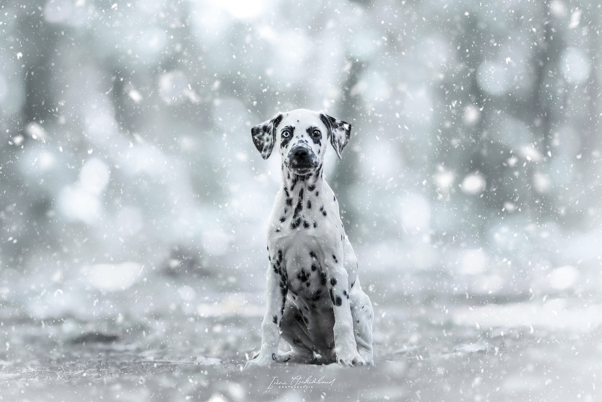 Chiot dalmatien dans un paysage hivernal enneigé