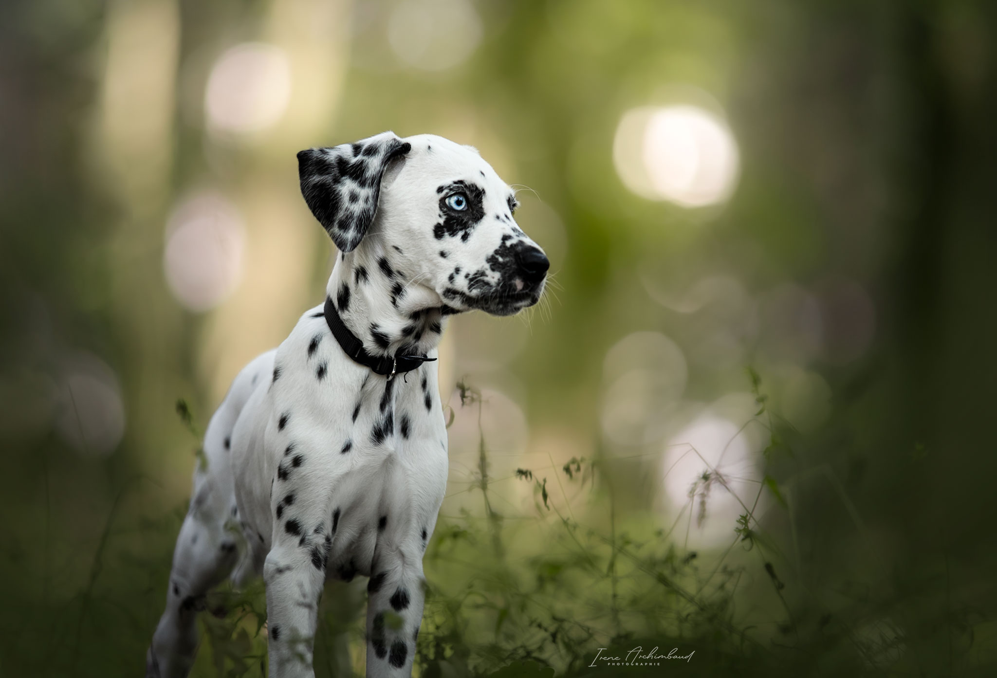 Chiot dalmatien aux yeux vairons, portrait