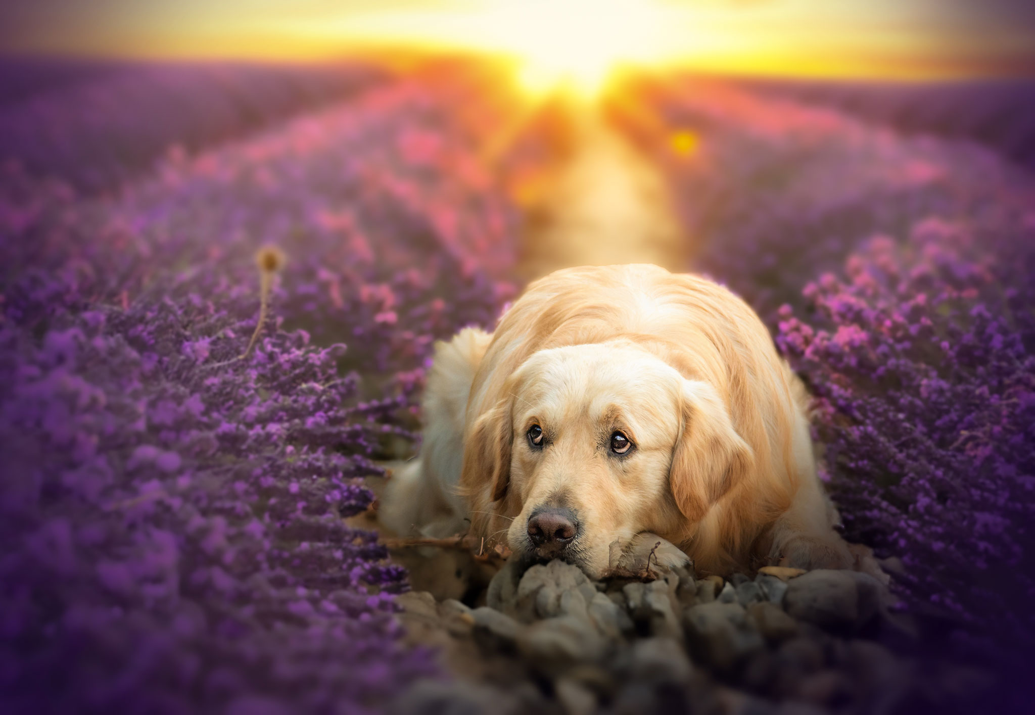 Chien golden retriever au coucher de soleil dans les lavandes
