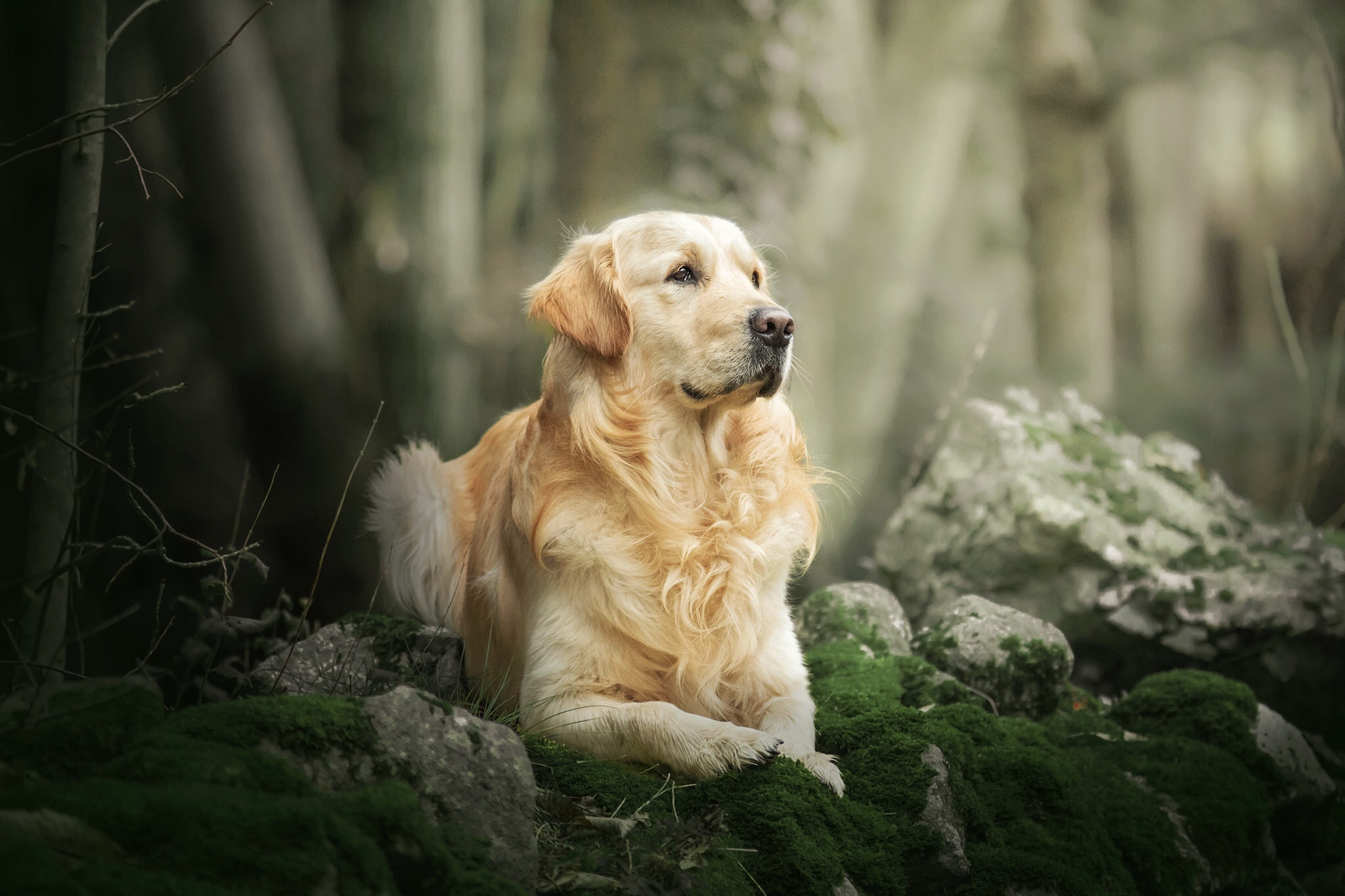 Chien golden retriever majestueux, en forêt