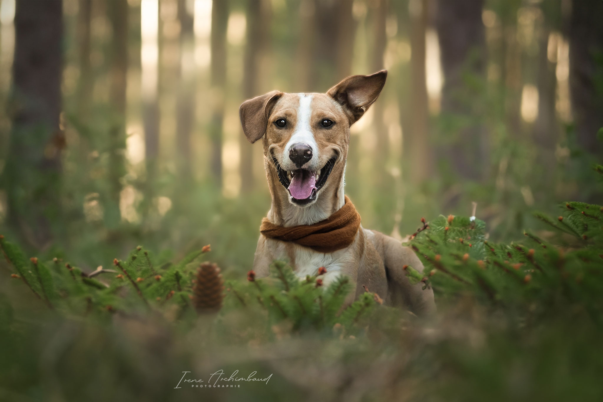Chien mignon beige et blanc en forêt