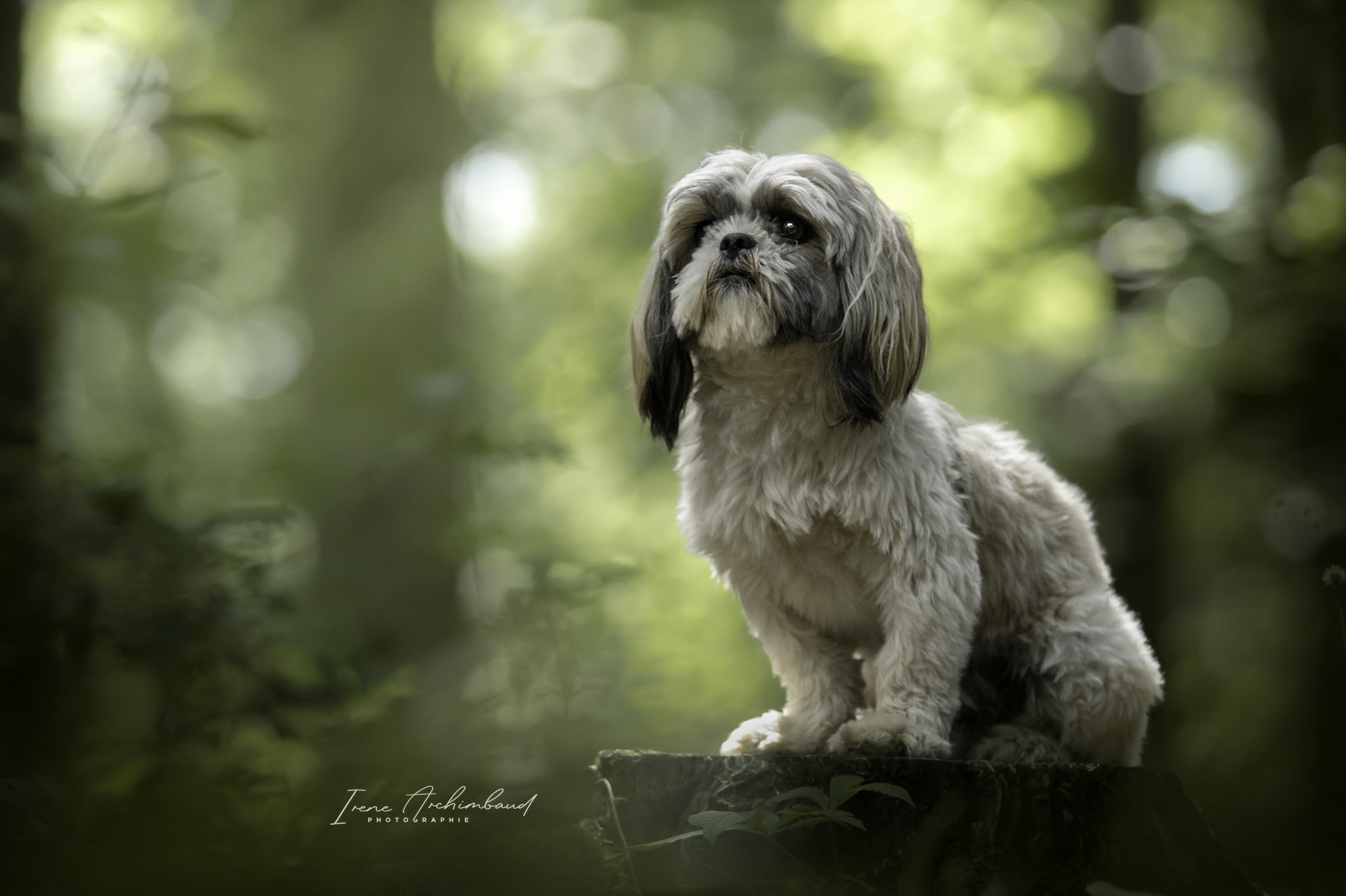 Chien Shih Tzu sur une souche d'arbre en forêt