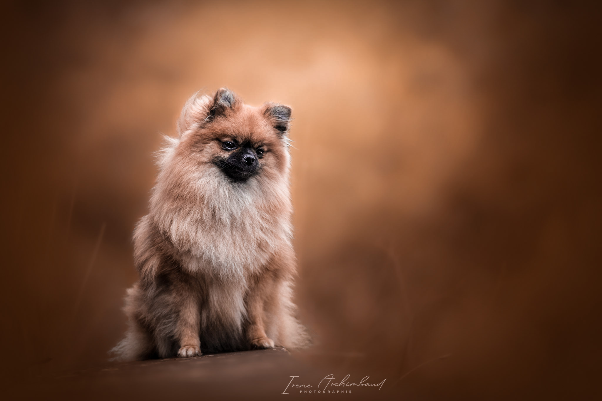 Chien spitz nain beige avec décor automnal