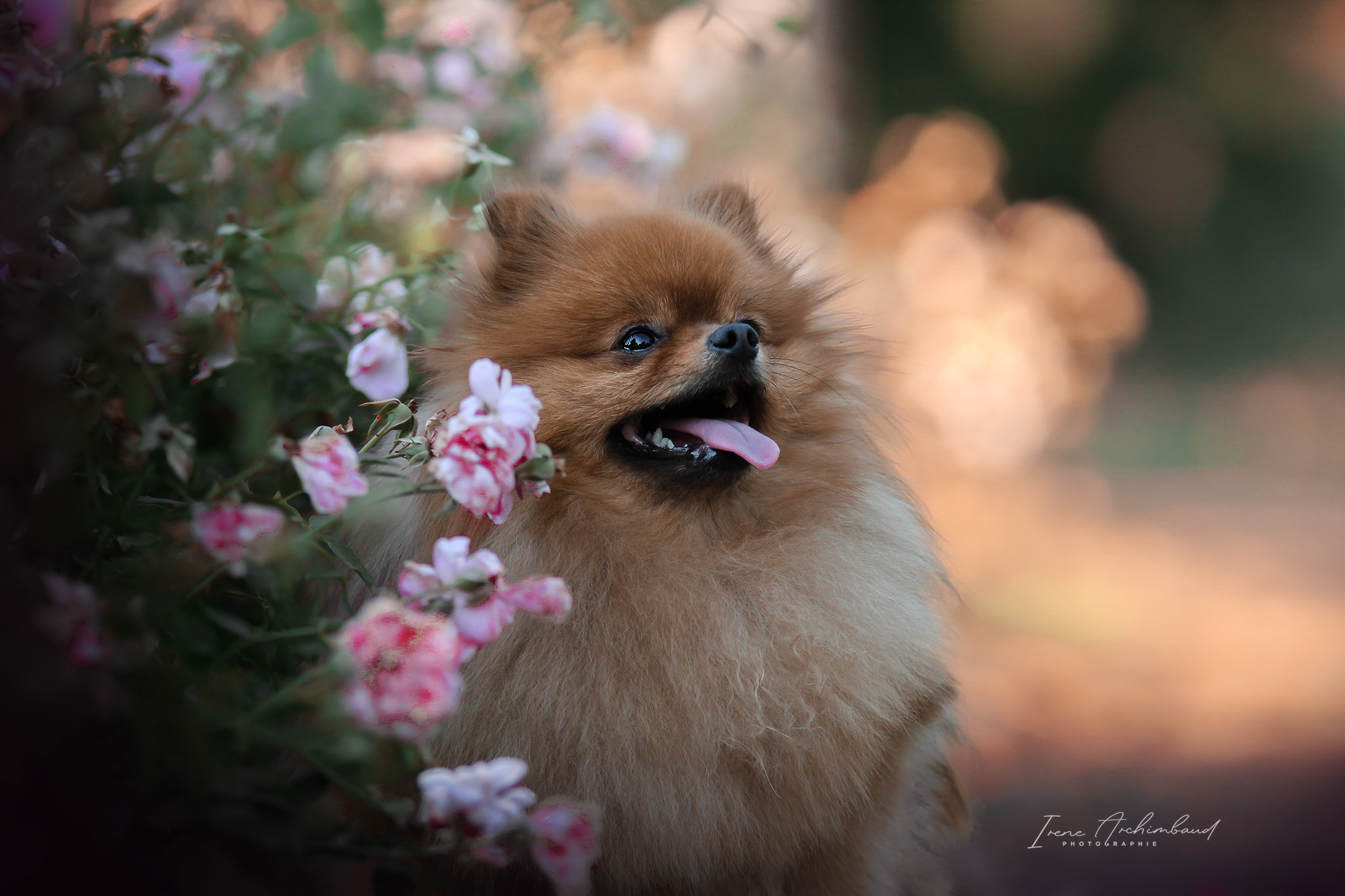 Chien spitz nain roux dans un buisson fleuri