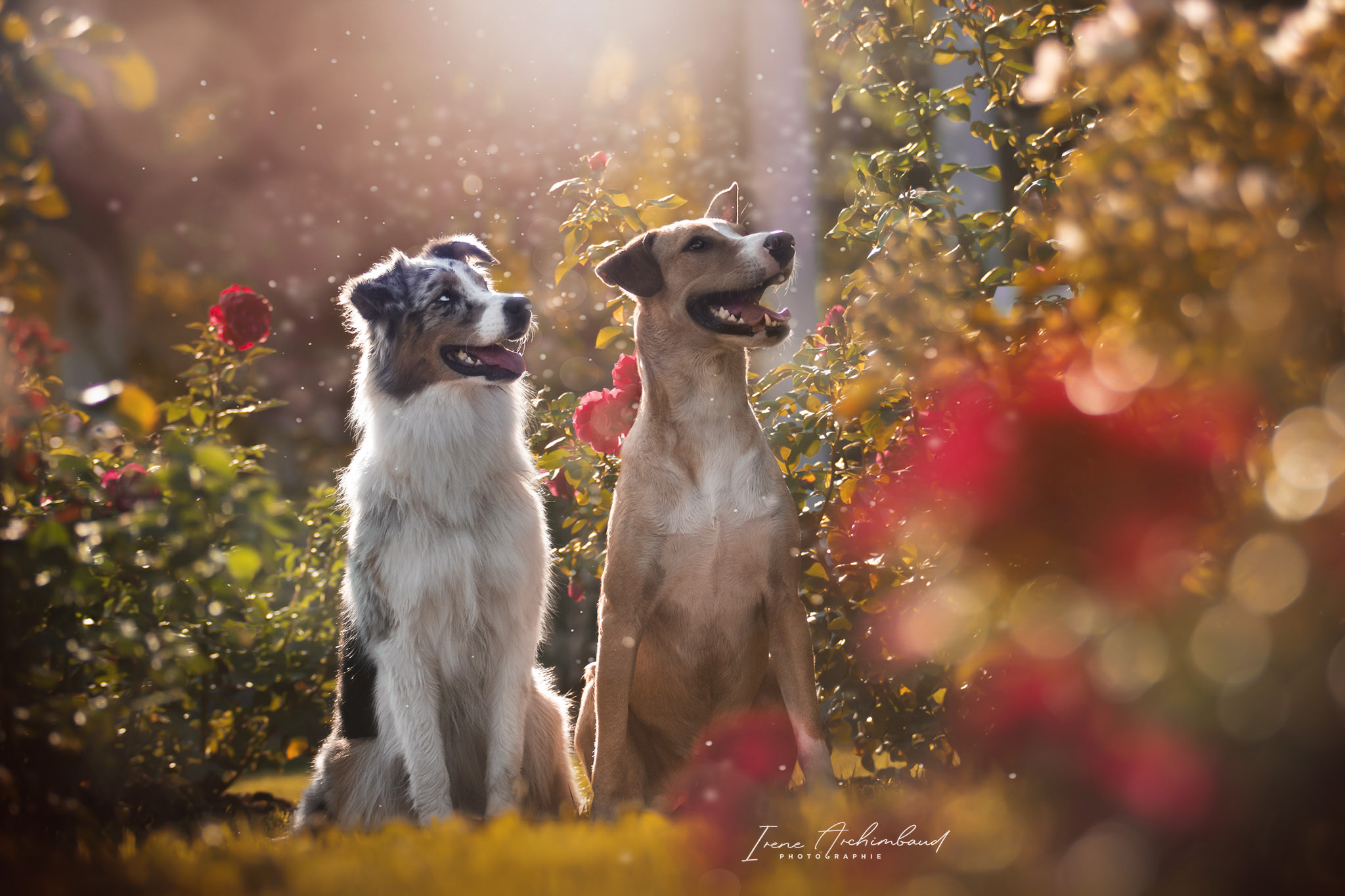 Deux chiens assis dans un jardin de roses féérique