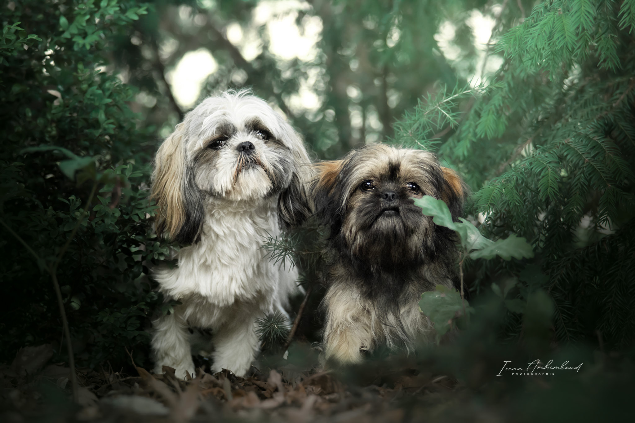 Deux chiens shih tzu mignons en foret