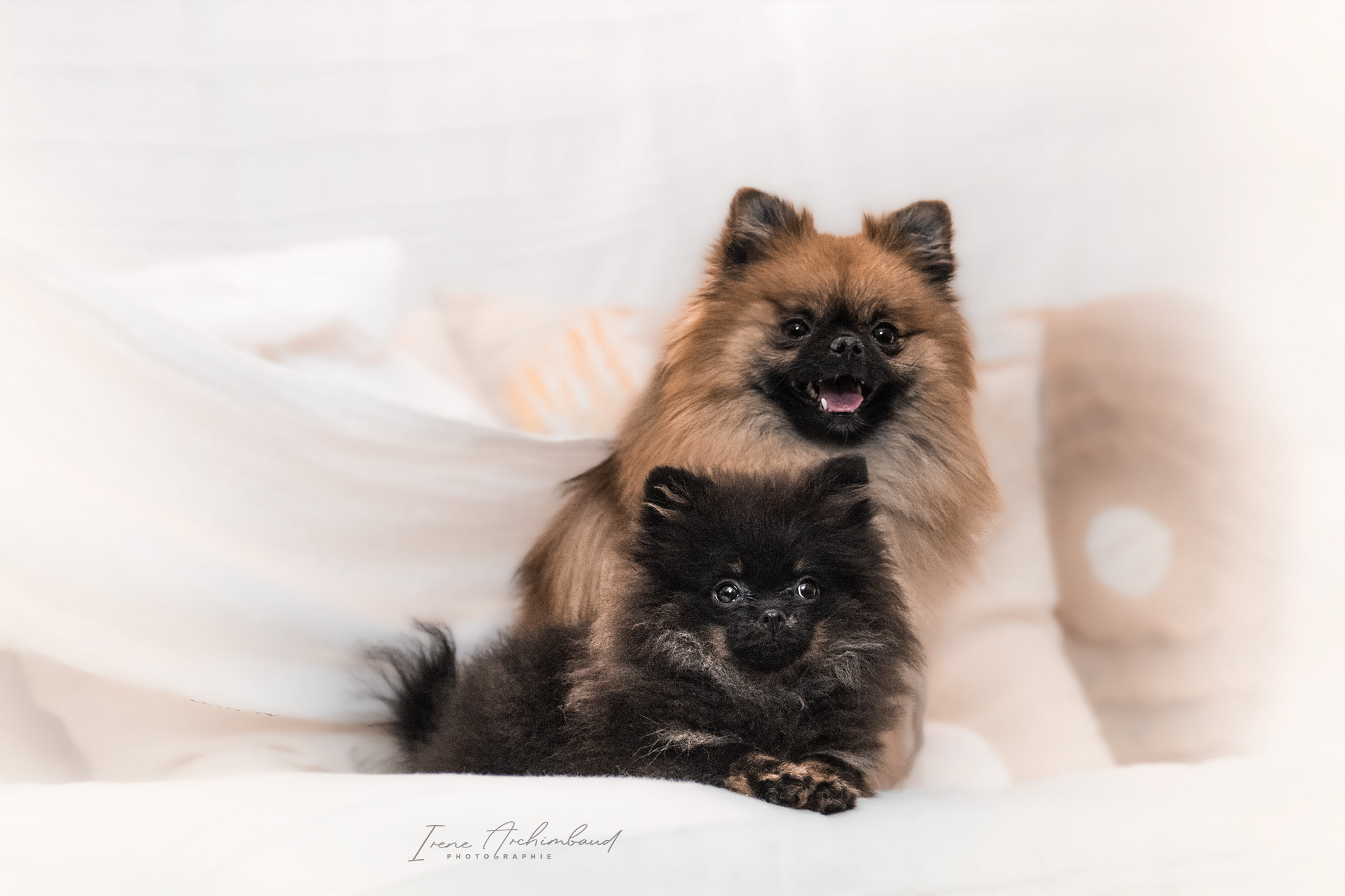 Deux chiens spitz nains sur un canapé